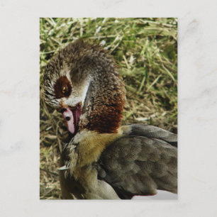 Profil einer ägyptischen Gans Postkarte