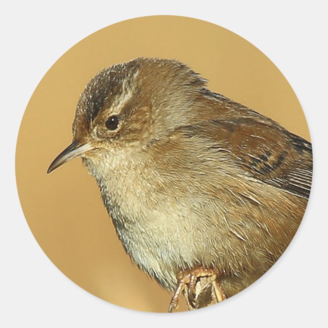 Profil einer Marshierwren Runder Aufkleber (Vorderseite)