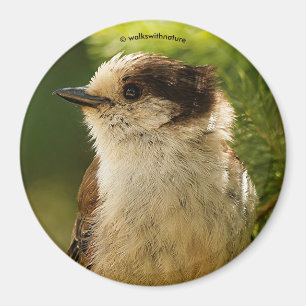 Profil einer Niedlichen grauen Jay / Whiskeyjack Magnet