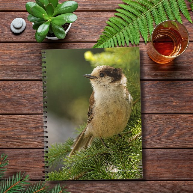 Profil einer Niedlichen grauen Jay / Whiskeyjack Notizblock (Cute Grey Jay in the Fir Journal Cover Photo)