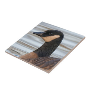 Profil einer Zwergkanadagans Fliese