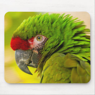 Profil eines Aras im Santa Barbara Zoo Mousepad