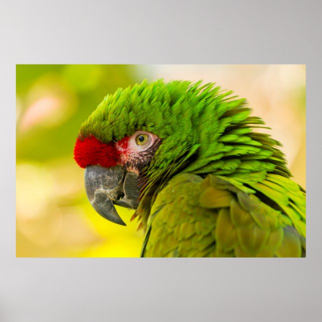 Profil eines Aras im Santa Barbara Zoo Poster (Vorne)