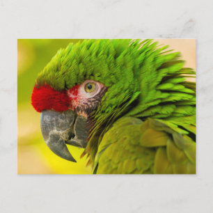 Profil eines Aras im Santa Barbara Zoo Postkarte