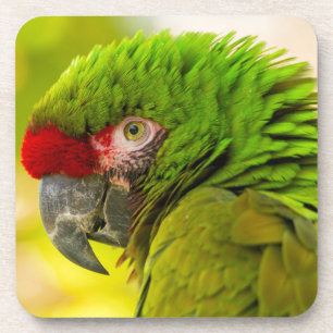Profil eines Aras im Santa Barbara Zoo Untersetzer