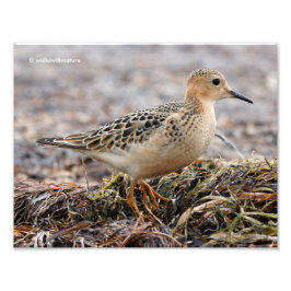 Profil eines Buff-Breasted Sandpipers am Strand Fotodruck