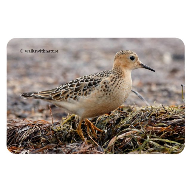 Profil eines Buff-Breasted Sandpipers am Strand Magnet (Horizontal)