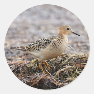Profil eines Buff-Breasted Sandpipers am Strand Runder Aufkleber