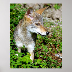 Profil eines Coyote Pup Poster