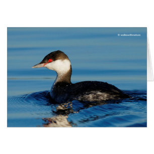 Profil eines Horned Grebe