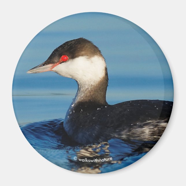 Profil eines Horned Grebe Magnet (Vorne)