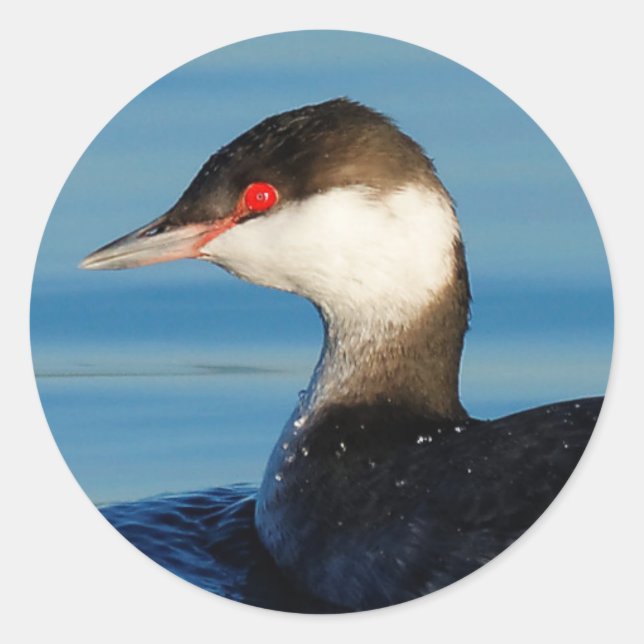 Profil eines Horned Grebe Runder Aufkleber (Vorderseite)