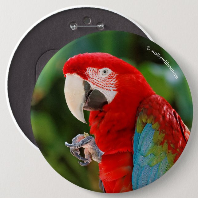 Profil eines Hübschen Green Winged Macaw Button (Vorne & Hinten)