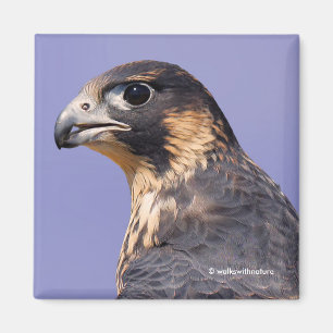 Profil eines juvenilen Peregrine-Falken Magnet