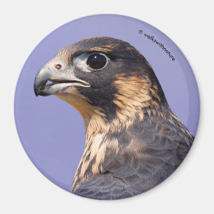 Profil eines juvenilen Peregrine-Falken Magnet