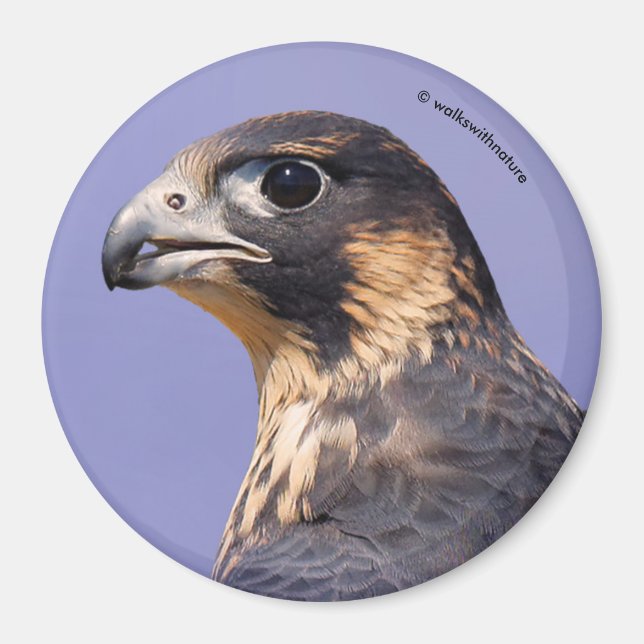 Profil eines juvenilen Peregrine-Falken Magnet (Vorne)