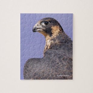 Profil eines juvenilen Peregrine-Falken Puzzle
