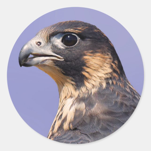 Profil eines juvenilen Peregrine-Falken Runder Aufkleber (Vorderseite)