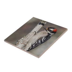 Profil eines männlichen Abwärtsspecht Fliese