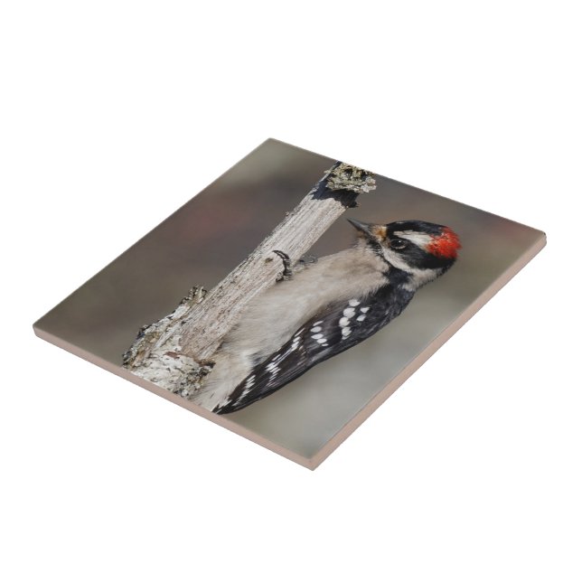 Profil eines männlichen Abwärtsspecht Fliese (Seite)