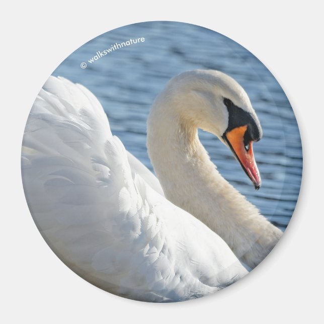 Profil eines Mute Swans Magnet (Vorne)