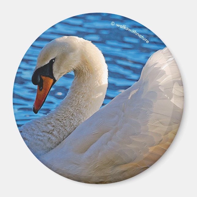 Profil eines Mute Swans Magnet (Vorne)
