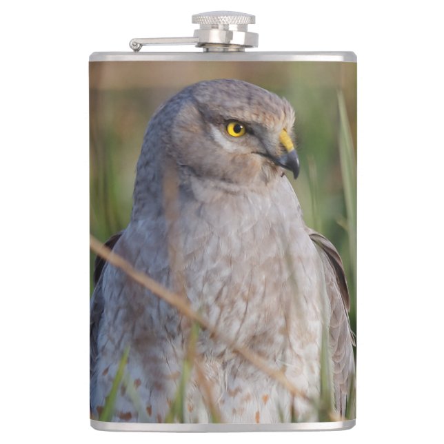 Profil eines nördlichen Harriers Flachmann (Vorderseite)