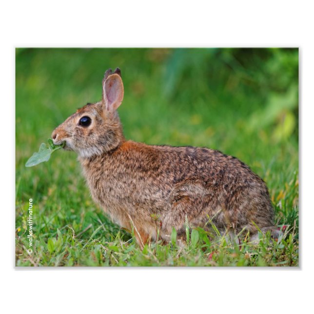 Profil eines Ost-Cottontail-Kaninchens Fotodruck (Vorne)