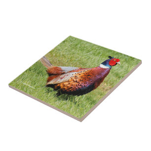 Profil eines Ring-Necked Pheasant Fliese