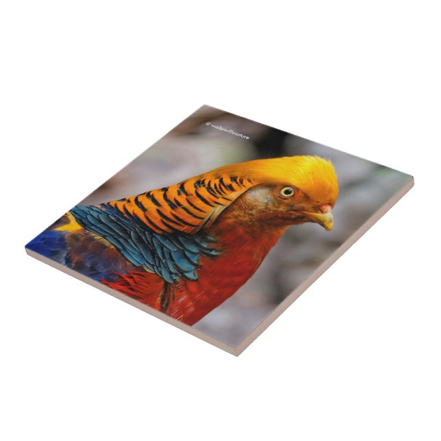 Profil eines roten Golden Pheasant Fliese (Seite)