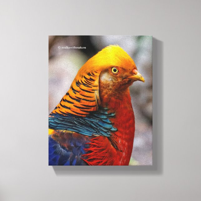 Profil eines roten Golden Pheasant Leinwanddruck (Vorderseite)