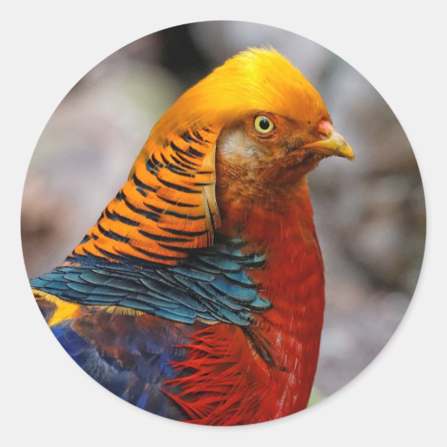 Profil eines roten Golden Pheasant Runder Aufkleber (Vorderseite)