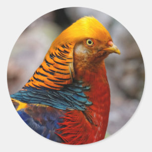 Profil eines roten Golden Pheasant Runder Aufkleber