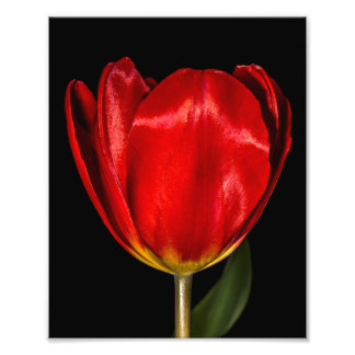 Profil eines roten Tulips Fotodruck