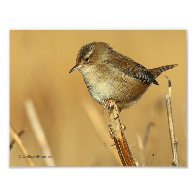 Profil eines schönen Marsh Wren Fotodruck (Vorne)