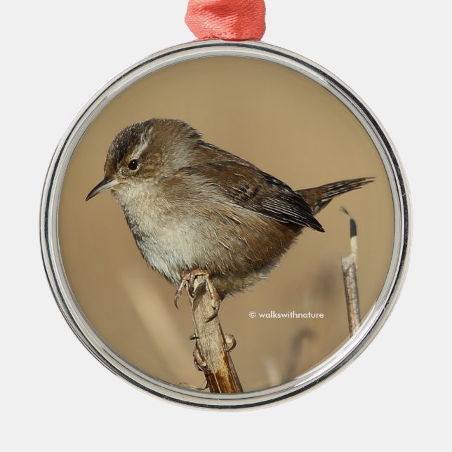 Profil eines schönen Marsh Wren Silbernes Ornament (Vorne)