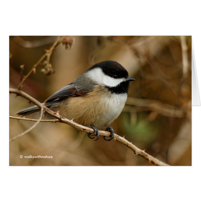Profil eines schwarzen Chickades (Vorderseite (Horizontal))