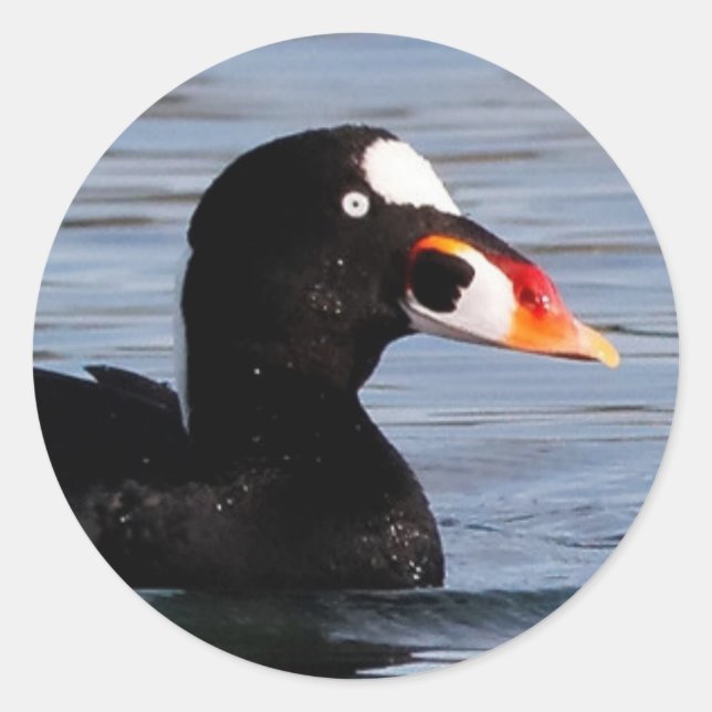 Profil eines Surf Scoter Drake Runder Aufkleber (Vorderseite)