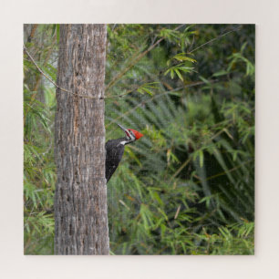 Profil Florida Pileated Woodpecker Nature Foto Puzzle