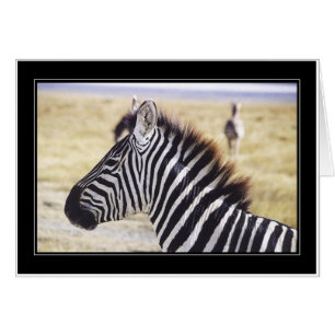 Profil Punda Milia-(Zebra)