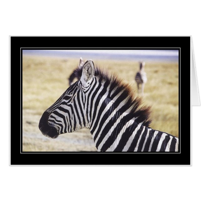 Profil Punda Milia-(Zebra) (Vorderseite (Horizontal))