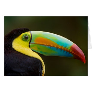 Profil von einem Kiel-berechneten Toucan