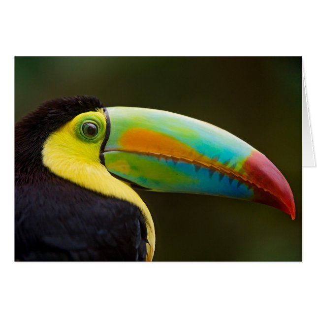 Profil von einem Kiel-berechneten Toucan (Vorderseite (Horizontal))
