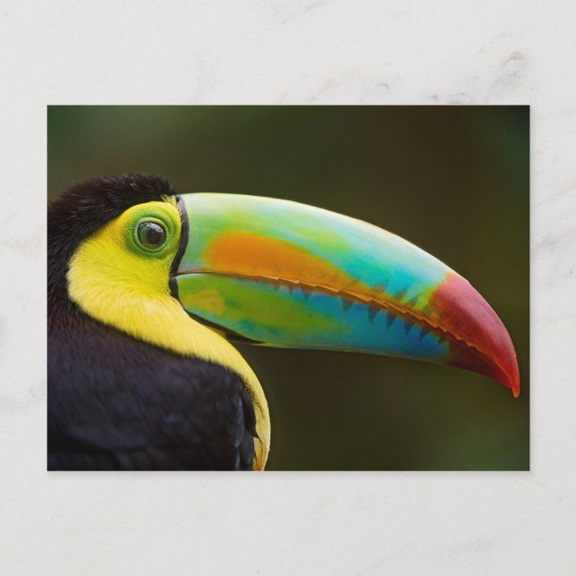 Profile of a Keel-billed Toucan Postkarte (Vorderseite)