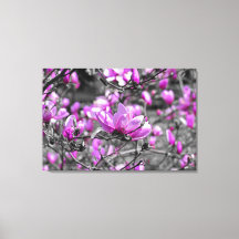 Profuse Magnolia Blooms Triptych