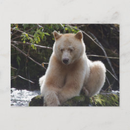 Project Spirit Bear Postkarte
