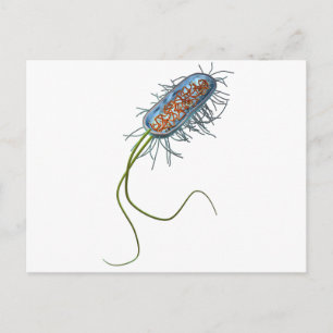 Prokaryotic Zelle Postkarte