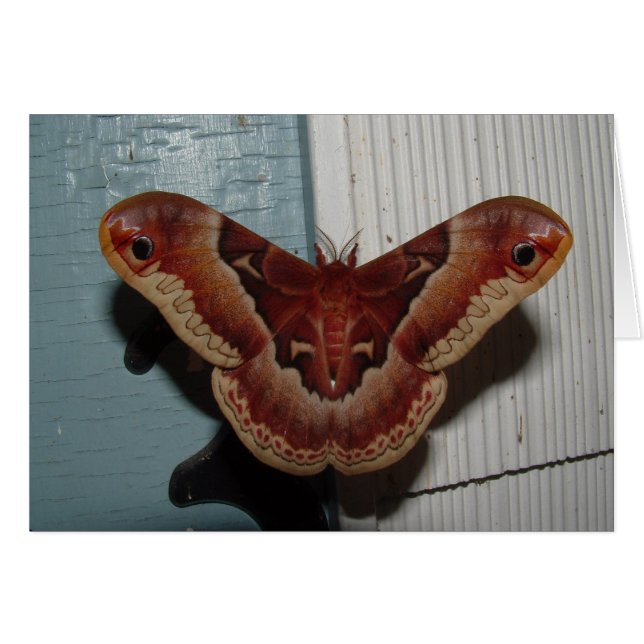 Promethea Moth (Vorderseite (Horizontal))