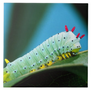 Prometheus-Mottenraupe, Callosamia Fliese