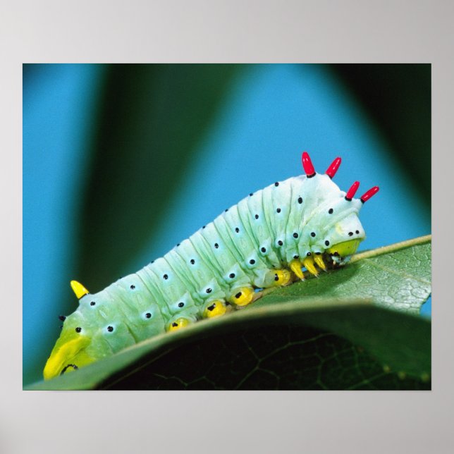 Prometheus-Mottenraupe, Callosamia Poster (Vorne)